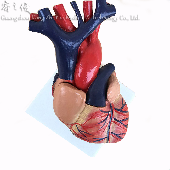 Human Teaching Heart Human Teaching Heart