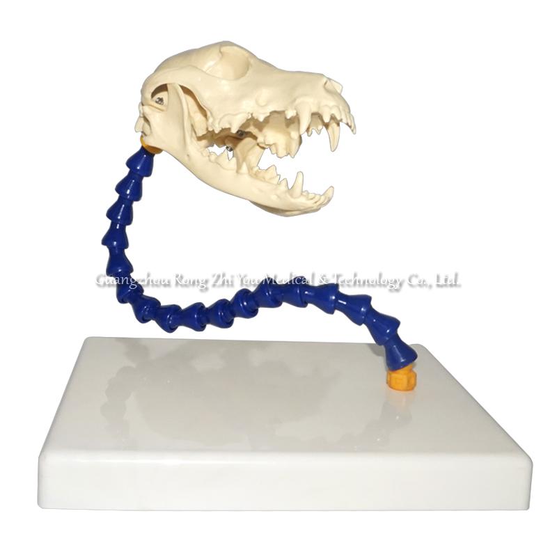 Dog Skull Model Dog Skull Model