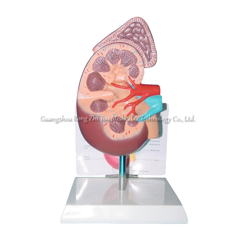 Human Kidney Model