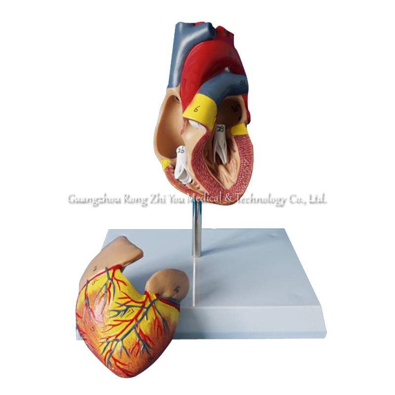 Human Heart Anatomical Model