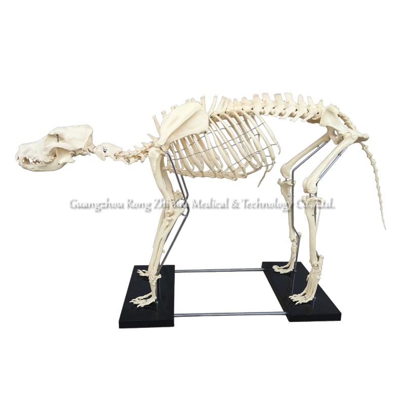 Dog Skeleton Model