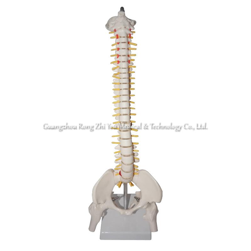 Human Spine Model
