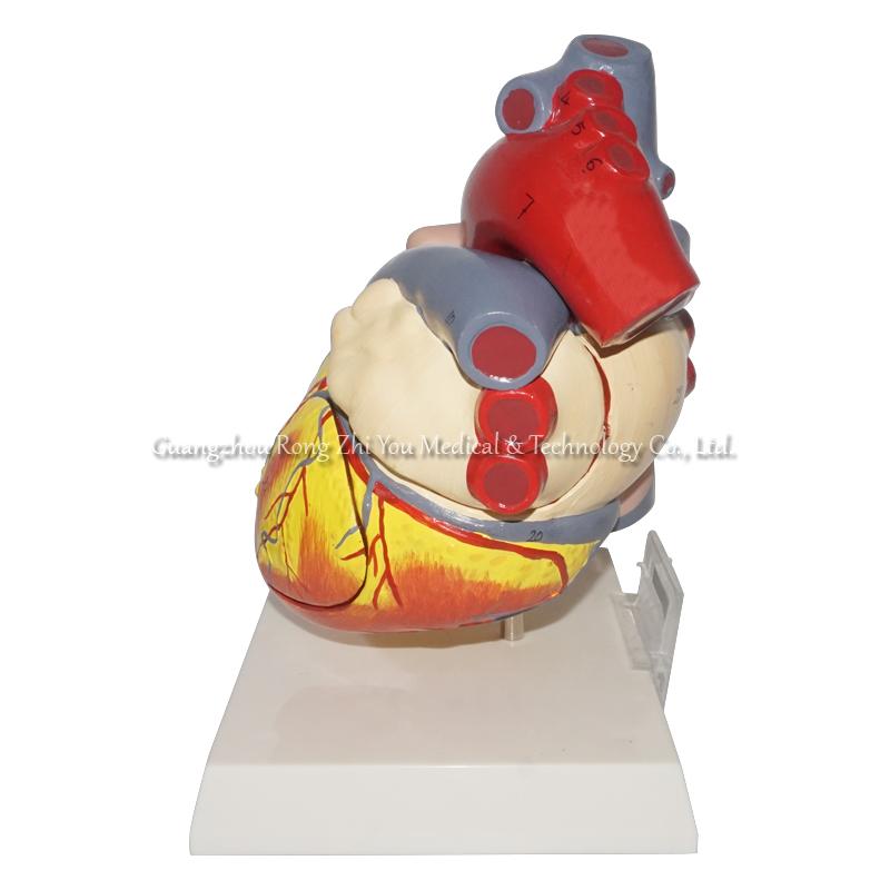 Middle Heart Model
