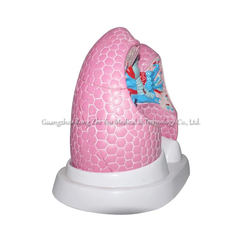 Lung Structure Anatomical Model