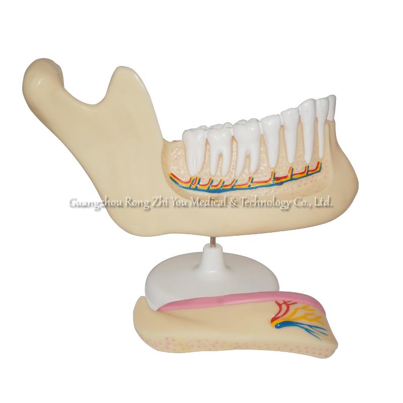 Dental Teeth Model