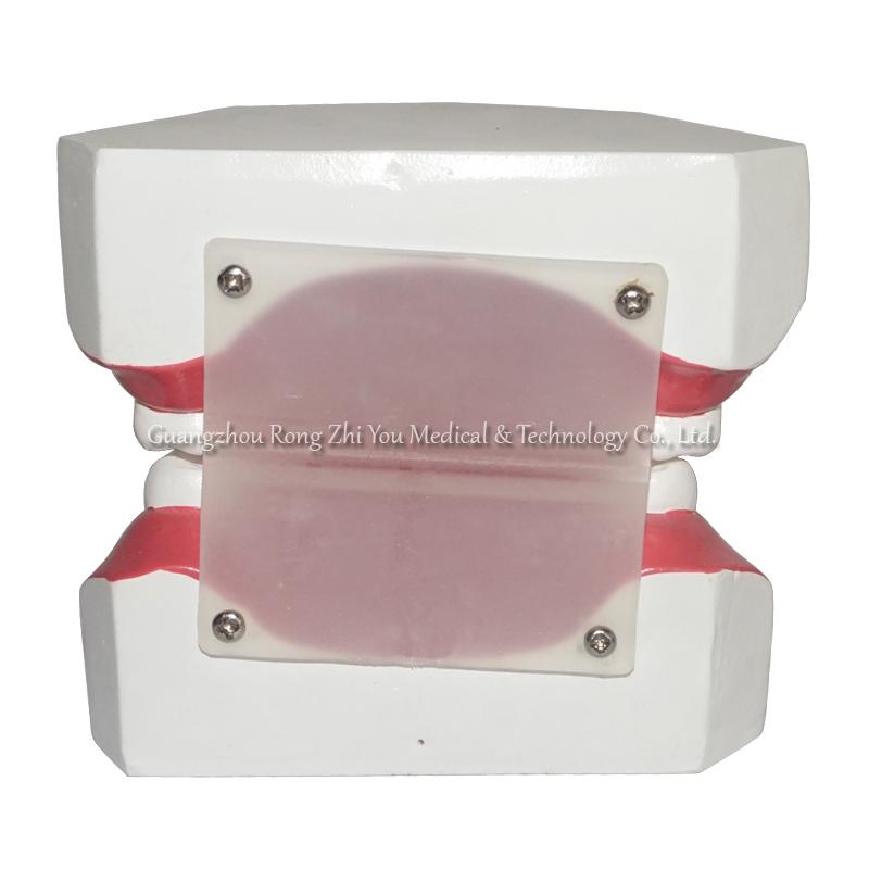 Dental Care Teeth