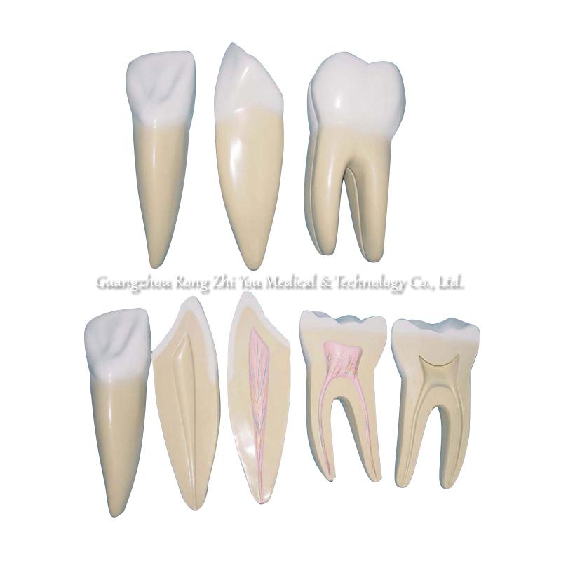 dental care teeth