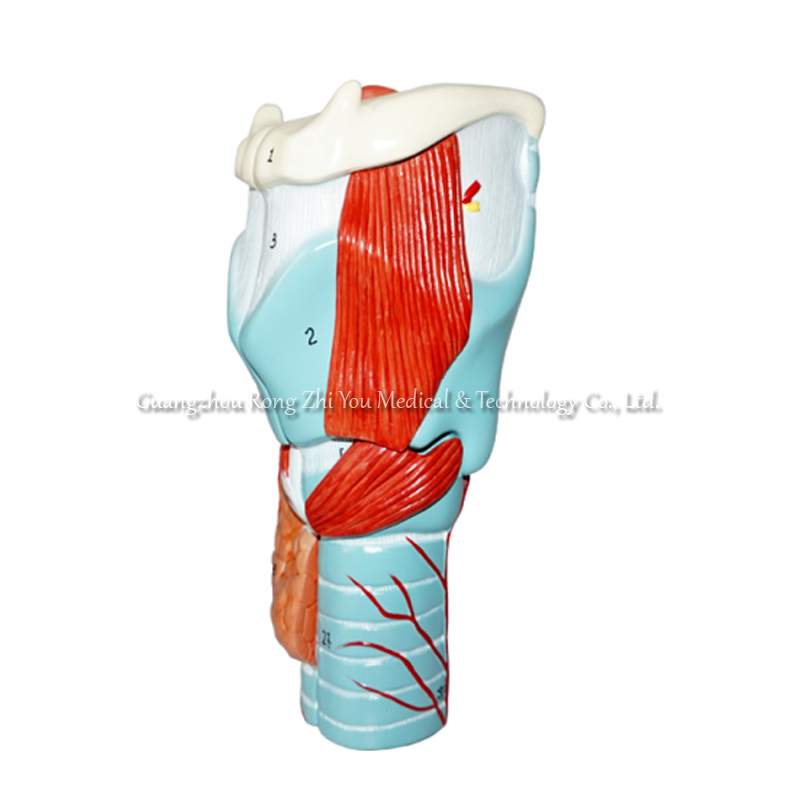 Medical Larynx Model