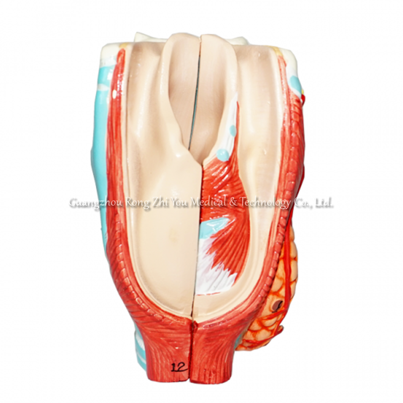 Medical Larynx Model