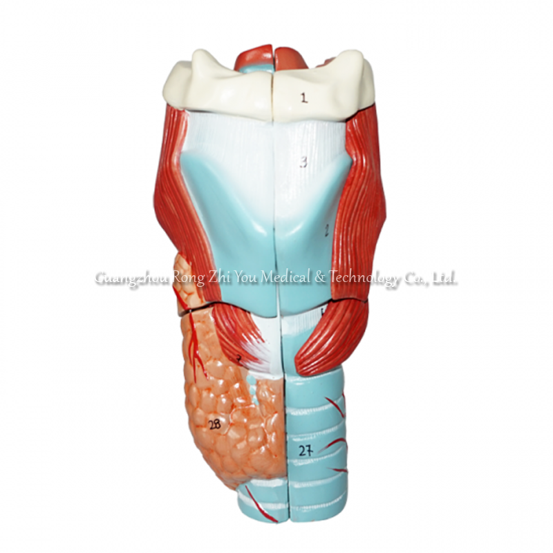 Magnified Larynx Model