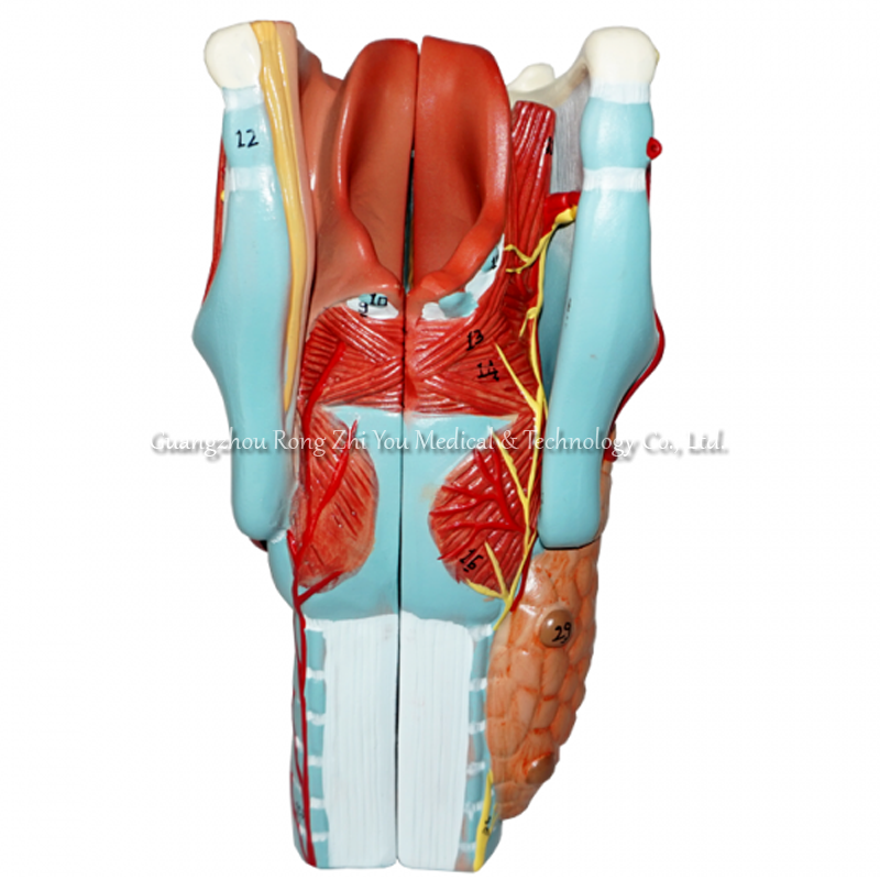 Magnified Larynx Model