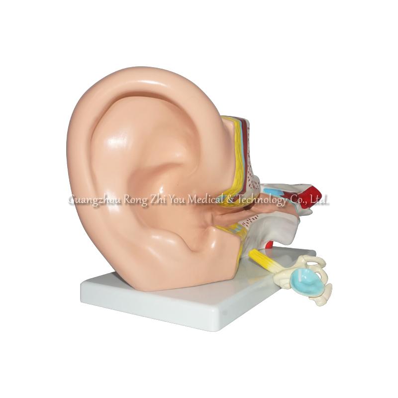 Ear Anatomical Model