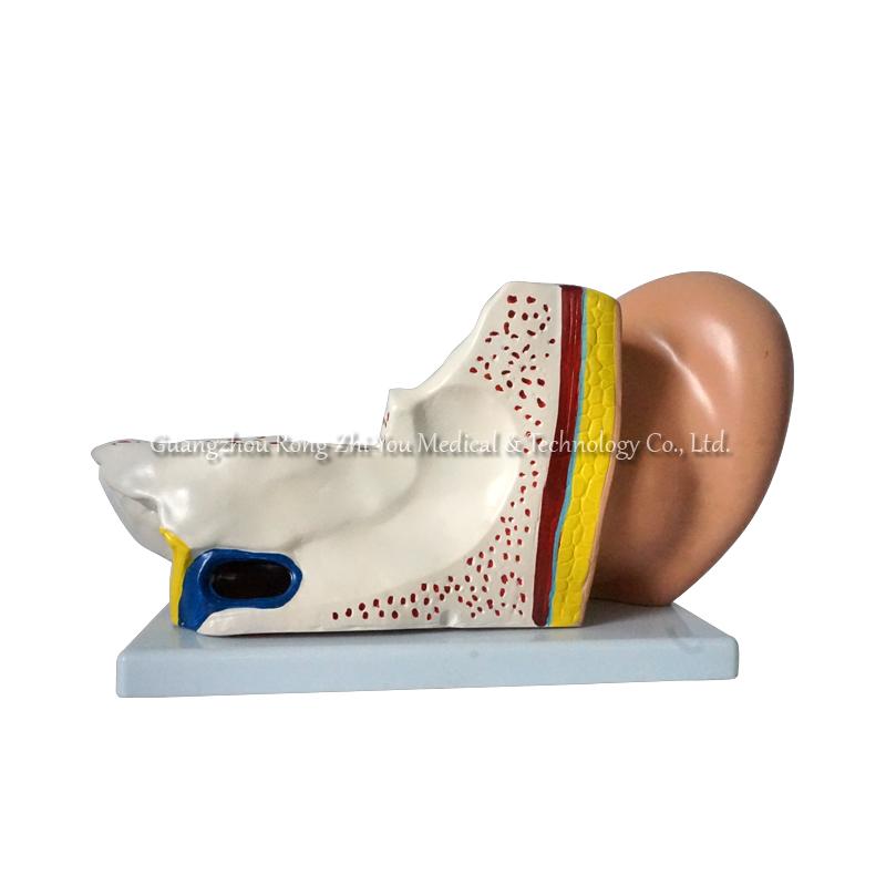 Ear Anatomical Model