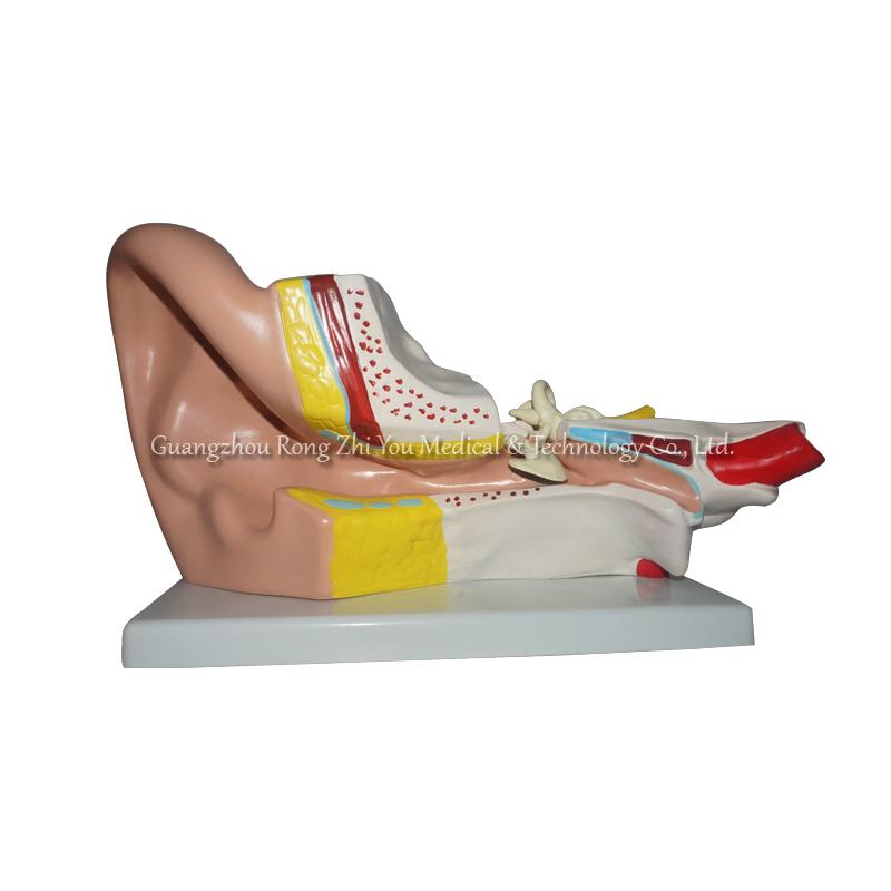 Ear Anatomical Model