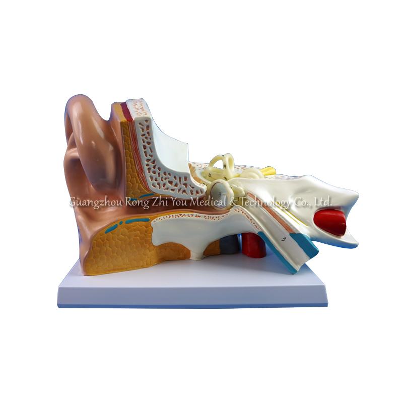3d human ear model