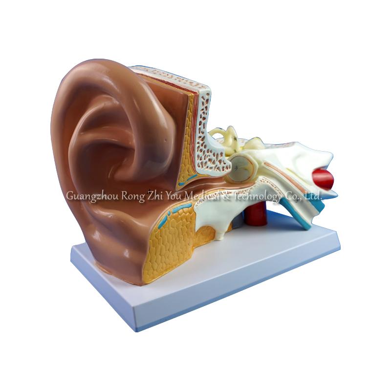 3d human ear model