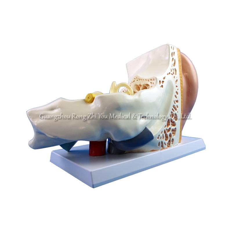 3d human ear model