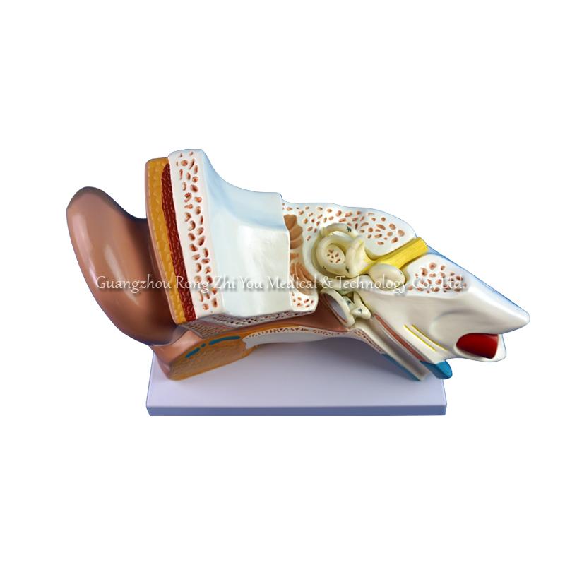 3d human ear model