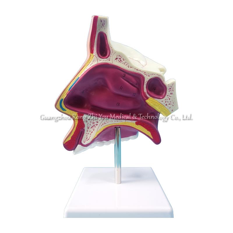 Anatomical Nose Model