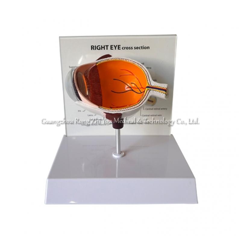 Eye Anatomical Model