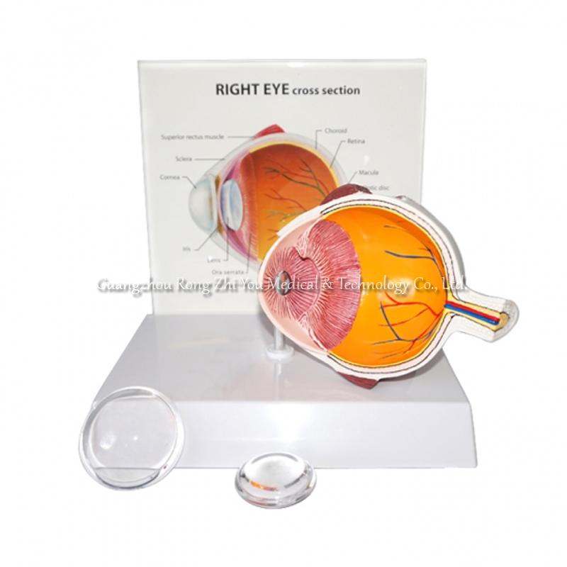 Eye Anatomical Model