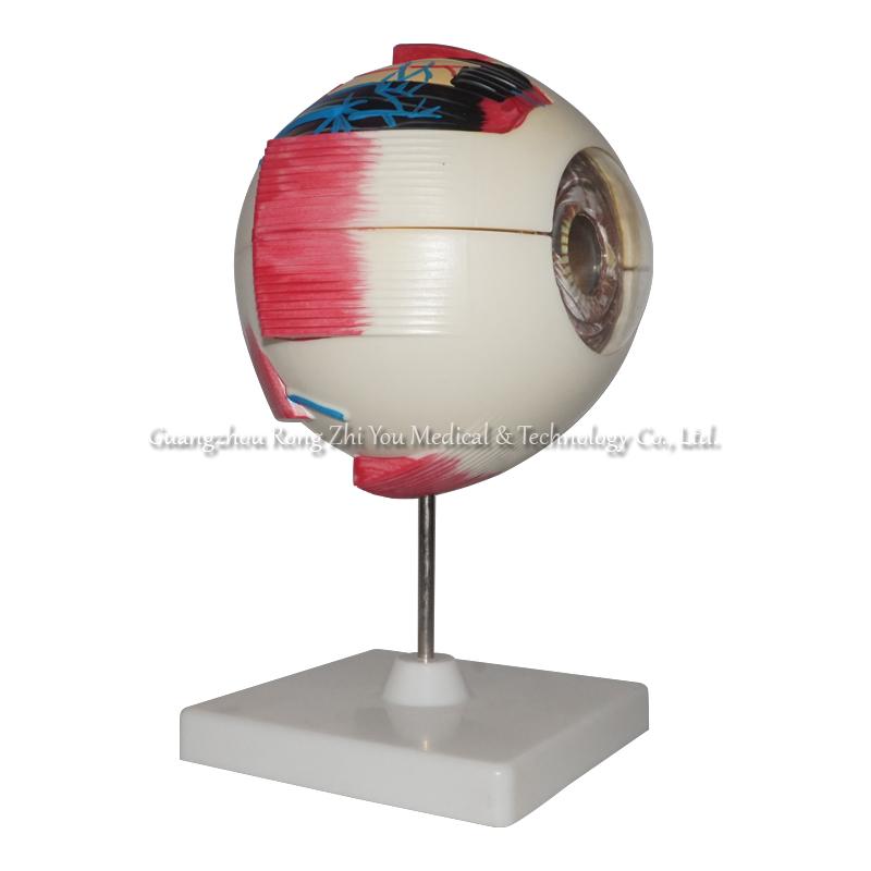 Human Anatomical Eye Model