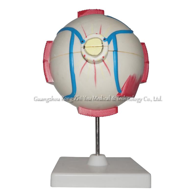 Human Anatomical Eye Model
