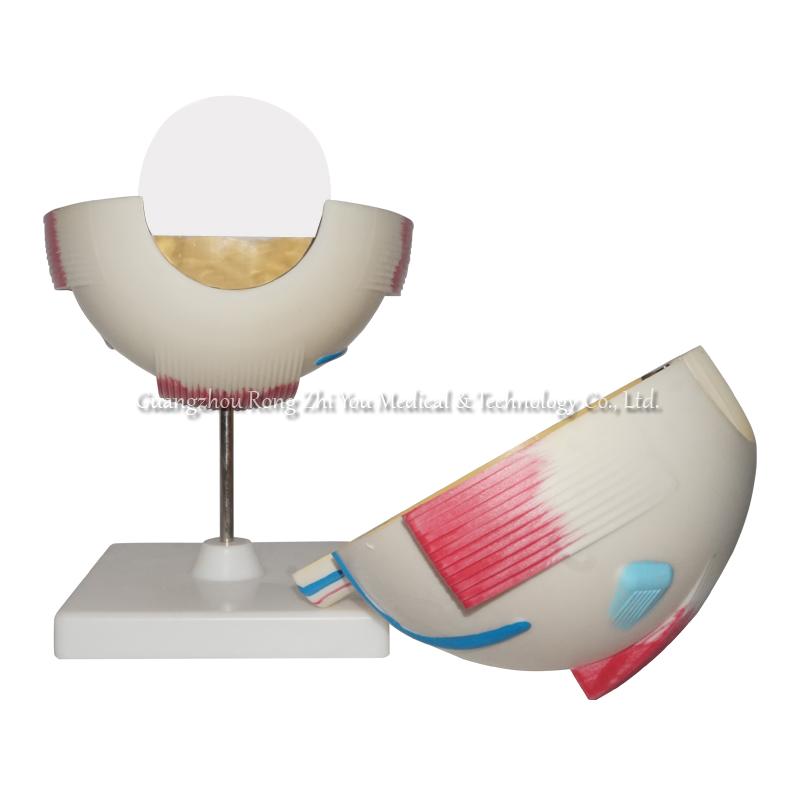 Human Anatomical Eye Model