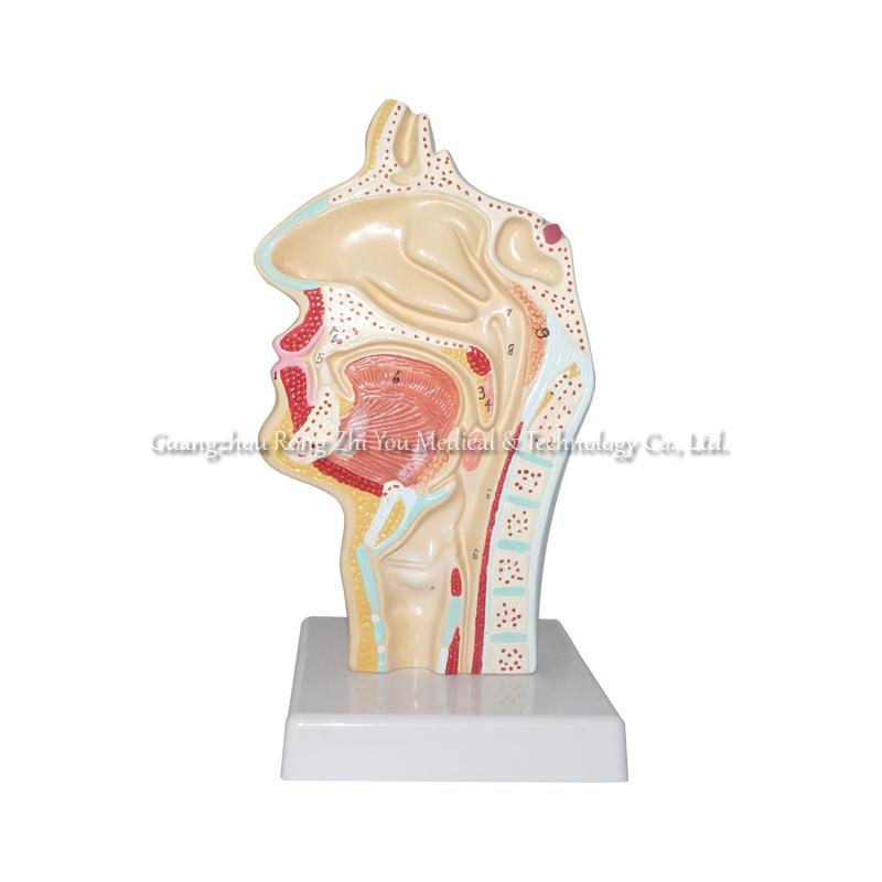 Human Nasal Cavity Anatomical Model