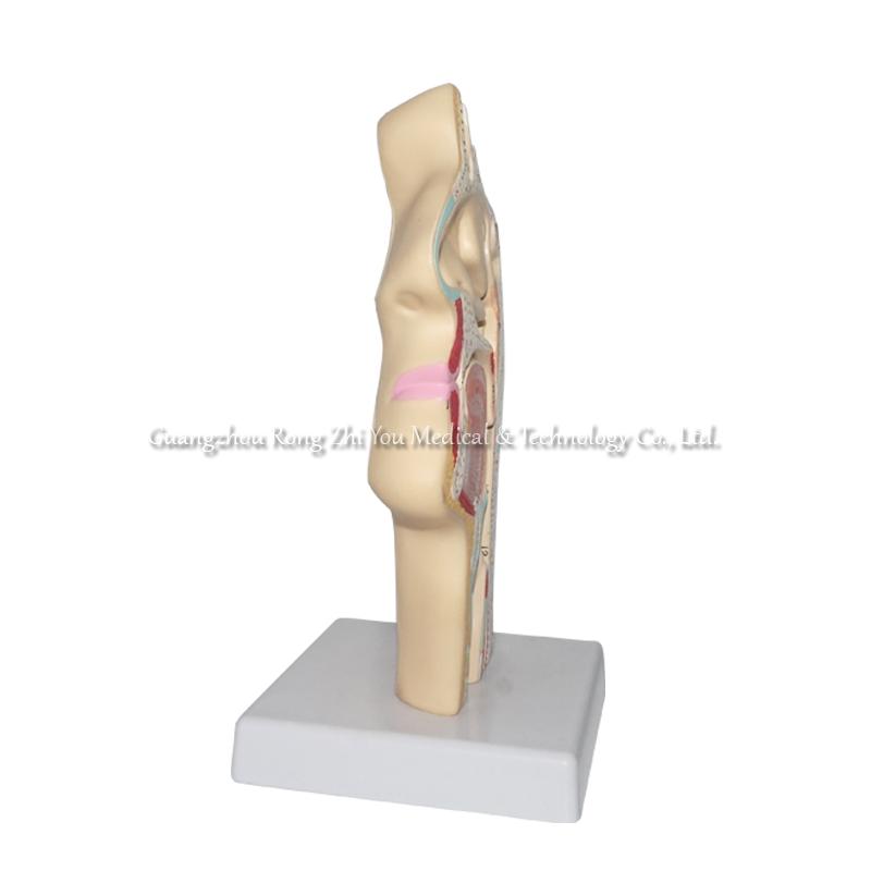 Human Nasal Cavity Anatomical Model