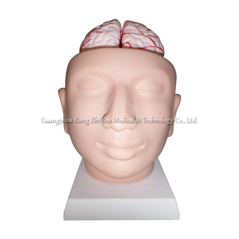 Head Skull Brain Model Head Skull Brain Model