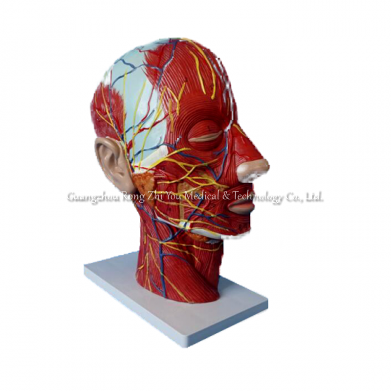 Muscle Nerve Brain 