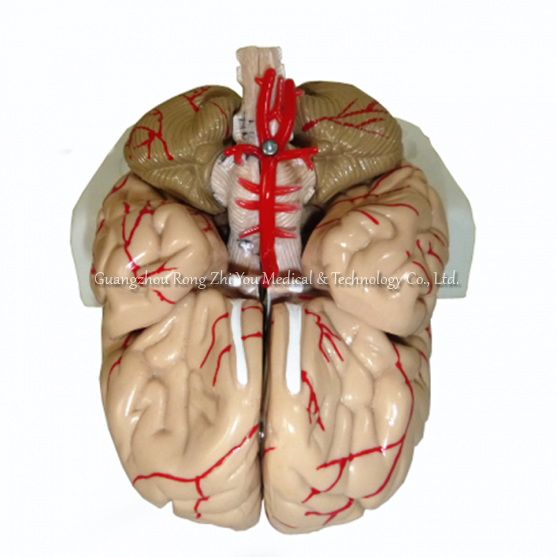 3D brain model 3D brain model