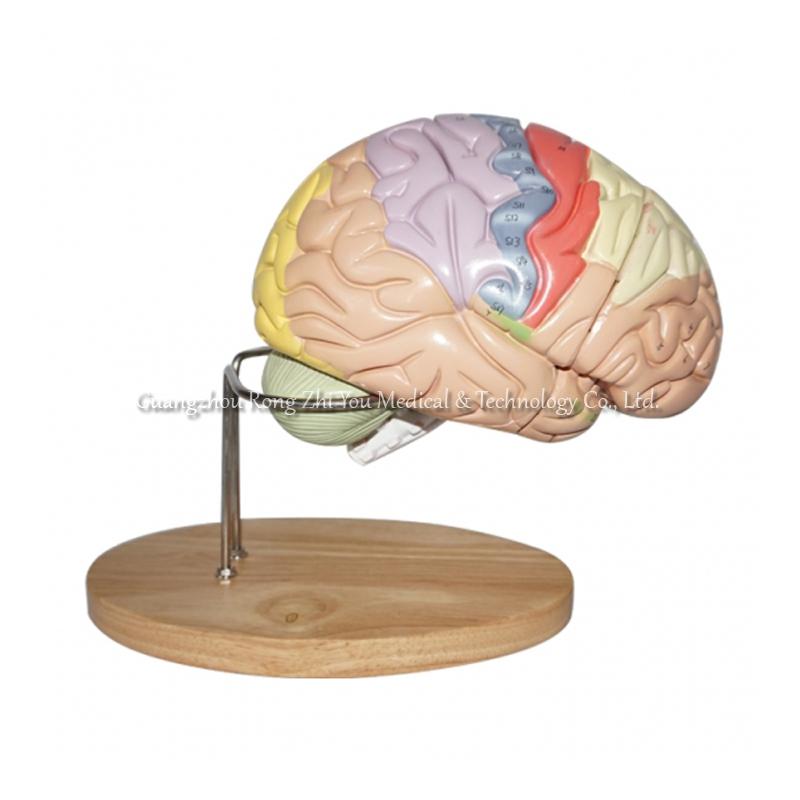 Anatomy Bain