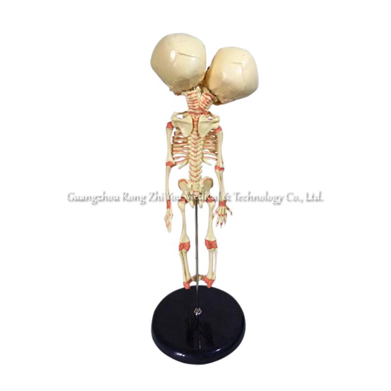 Baby Skeleton Model