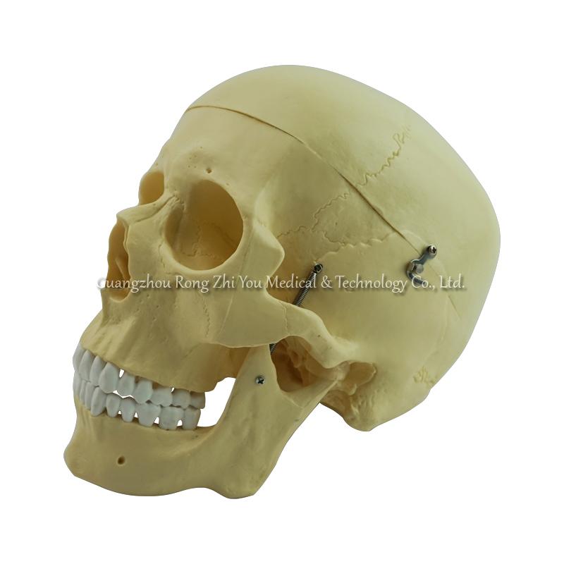 Plastic Human Skull