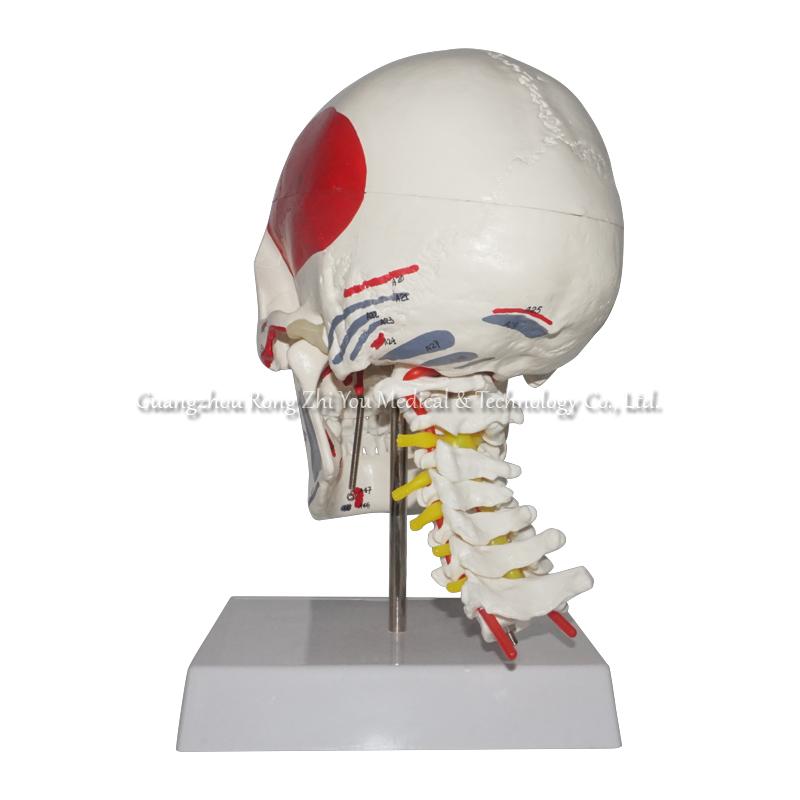 Human Anatomical Skull