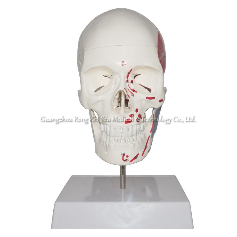 Human Anatomical Skull