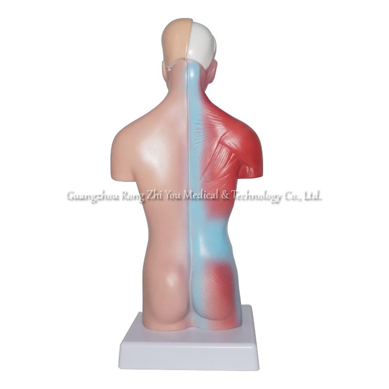 28cm Human Anatomy Torso