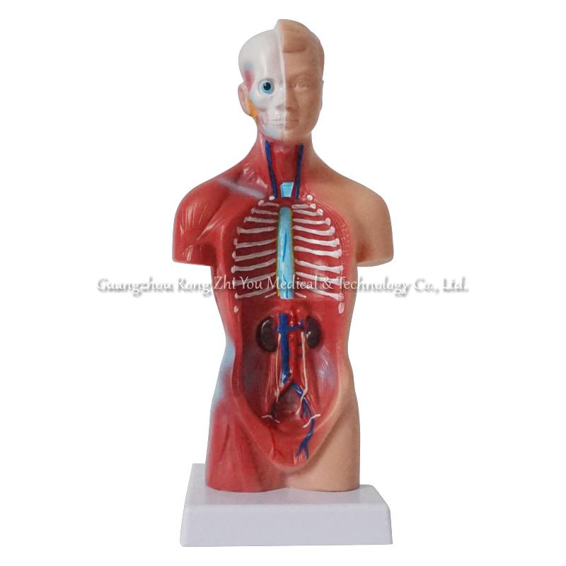 Human Anatomy Torso