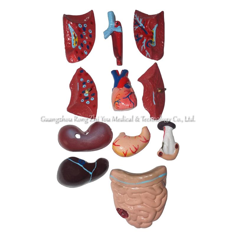Human Anatomy Torso