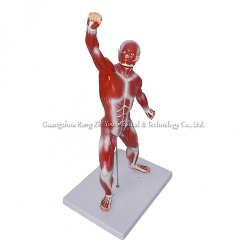 Human Body Muscle Model