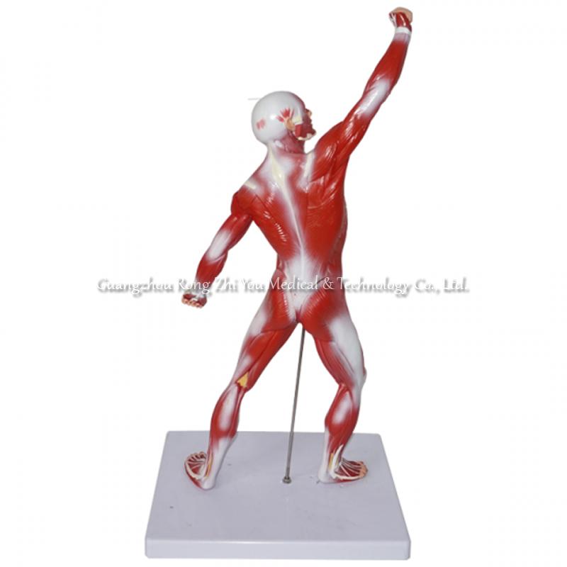 Human Body Muscle Model