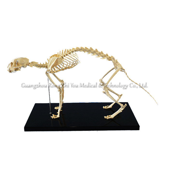Nature Size Cat Skeleton Model