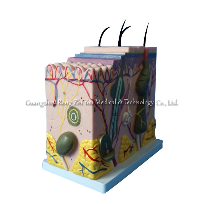 Skin anatomical model