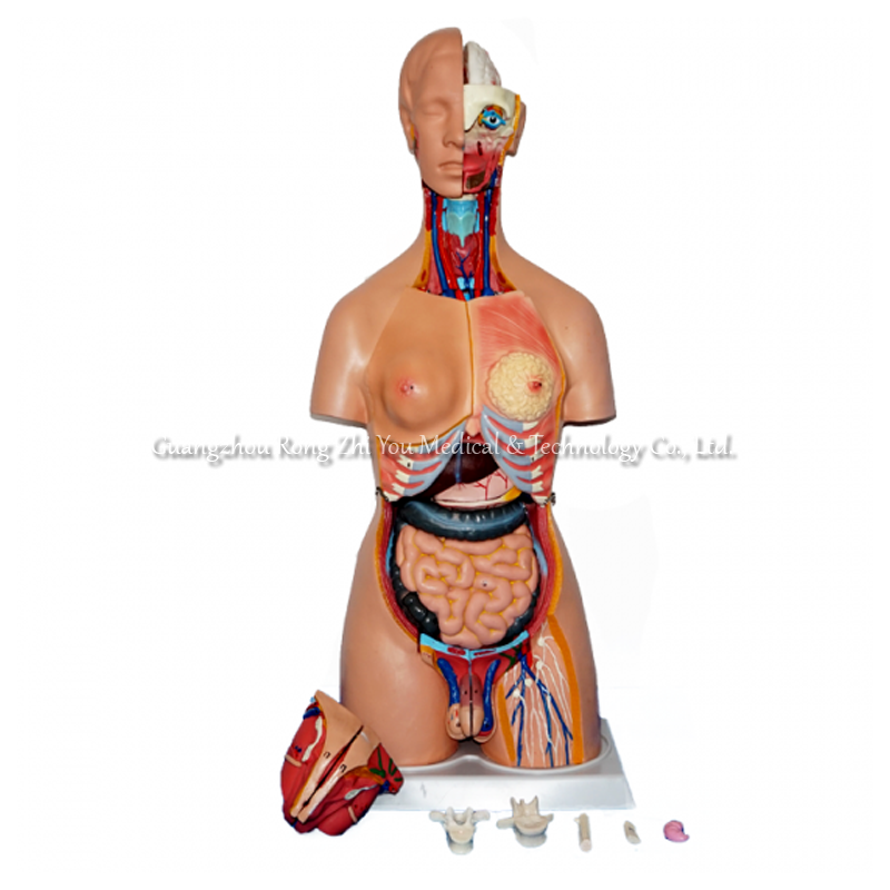 Human Torso