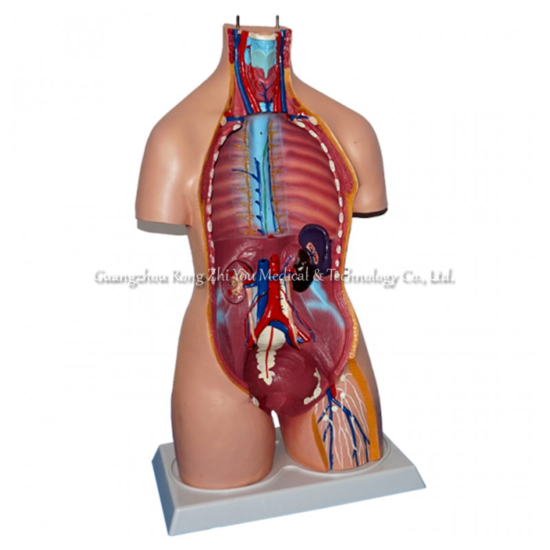 Human Torso