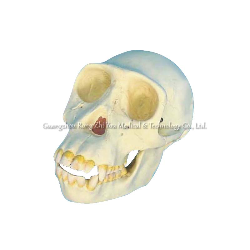 Skull Anatomical Model 