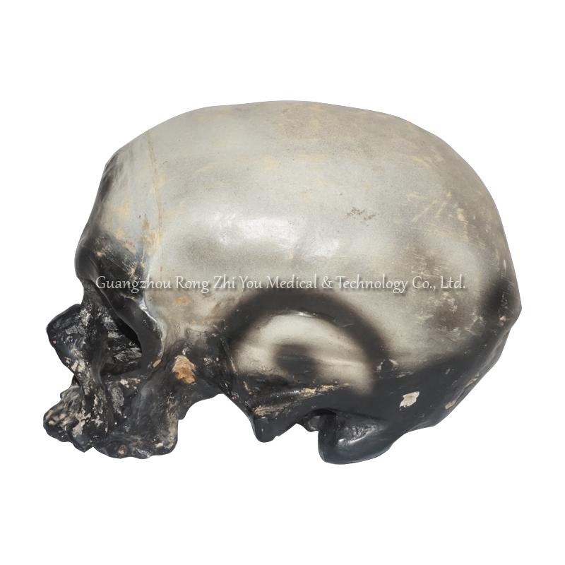 Life Size Skull Model