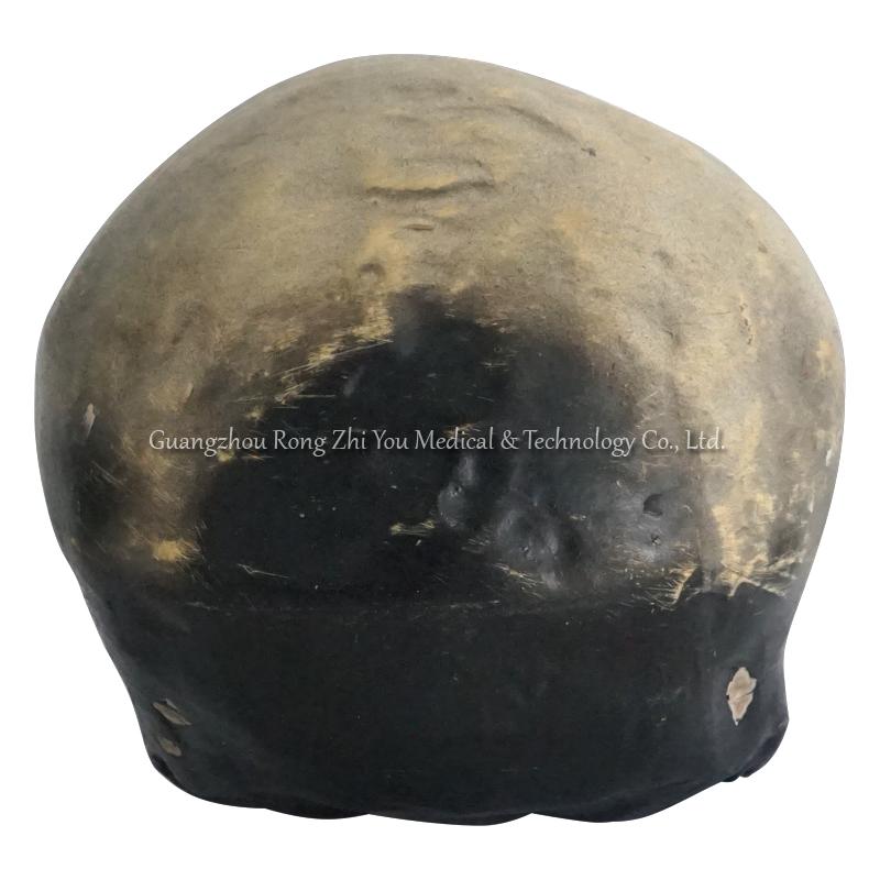 Life Size Skull Model
